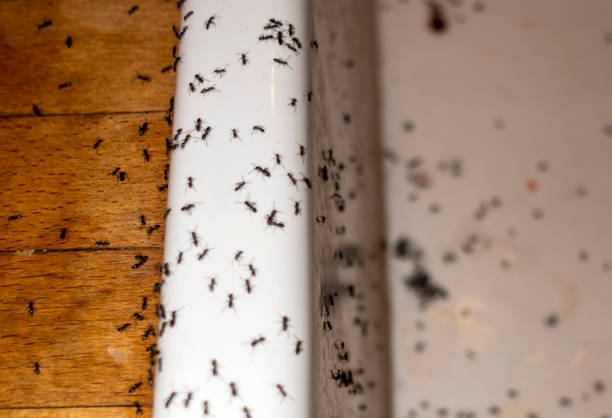 Best Residential Pest Control  in Springfield, GA