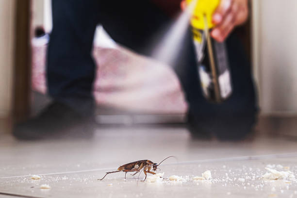 Best Pest Control Treatment  in Springfield, GA