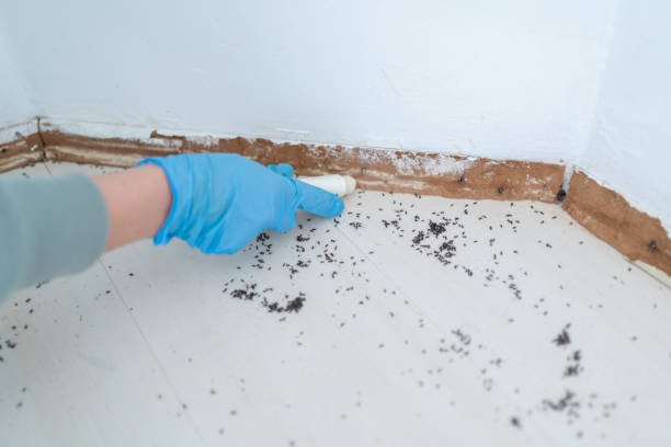 Best Flea Control Services  in Springfield, GA